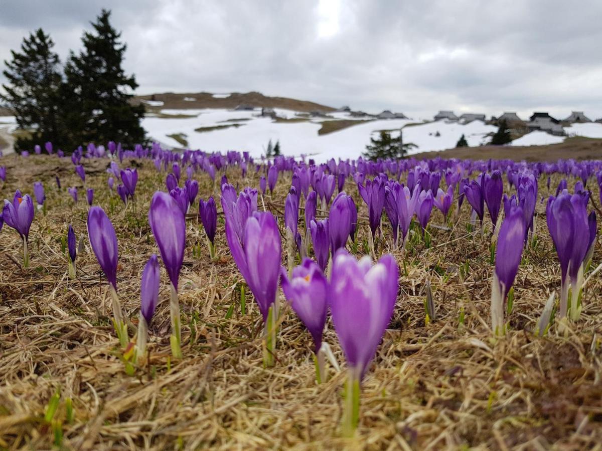 Chalet Gorenjka - Velika Planina Stahovica Zewnętrze zdjęcie